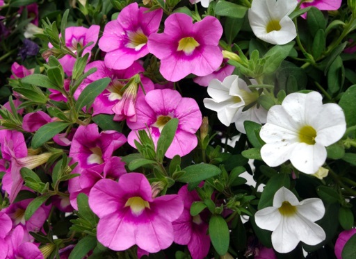 Bedding plants pink and white flowers